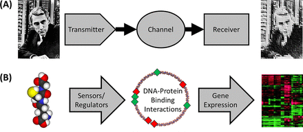 Modeling the bacterial regulome transmitter-channel-receiver scheme. (A) Transmitter-channel-receiver scheme for information transfer. (B) Scheme used to describe information flow in biological networks with specific molecular mechanisms that fulfill each role in the transmitter-channel-receiver indicated.